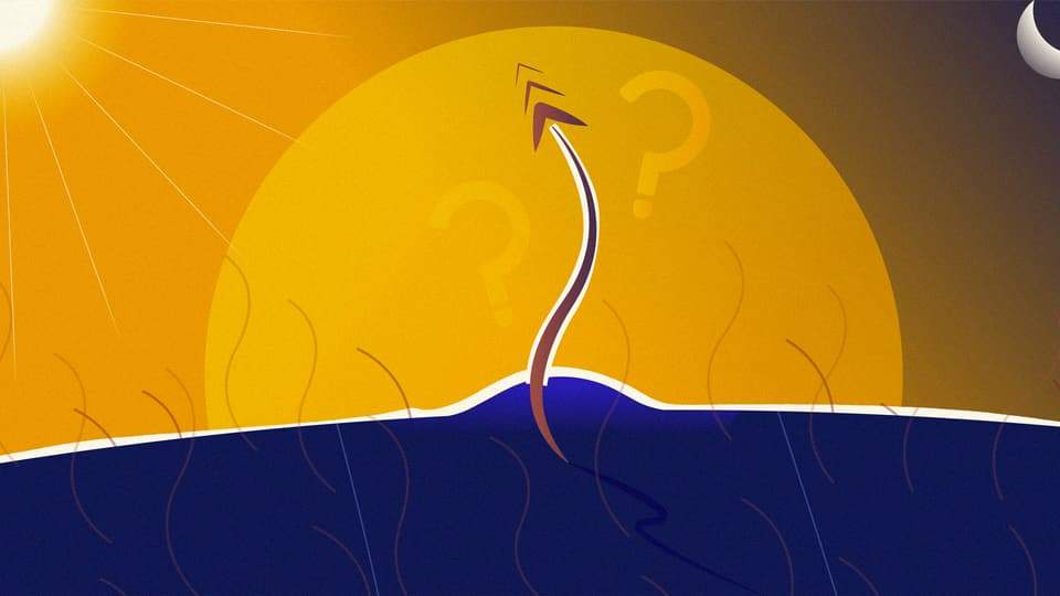 Hoe snel groeit haar? | BALZY